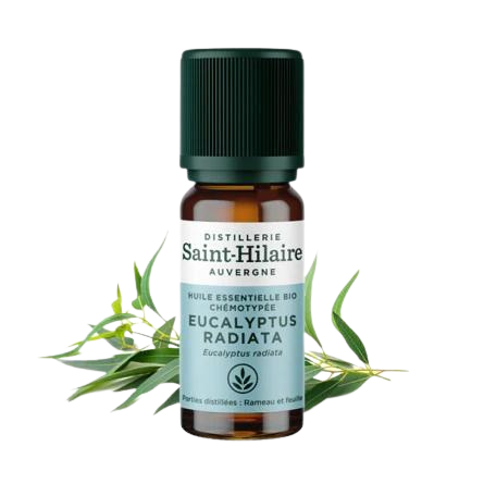 Huile Essentielle Eucalyptus Radiata BIO - 10 ml