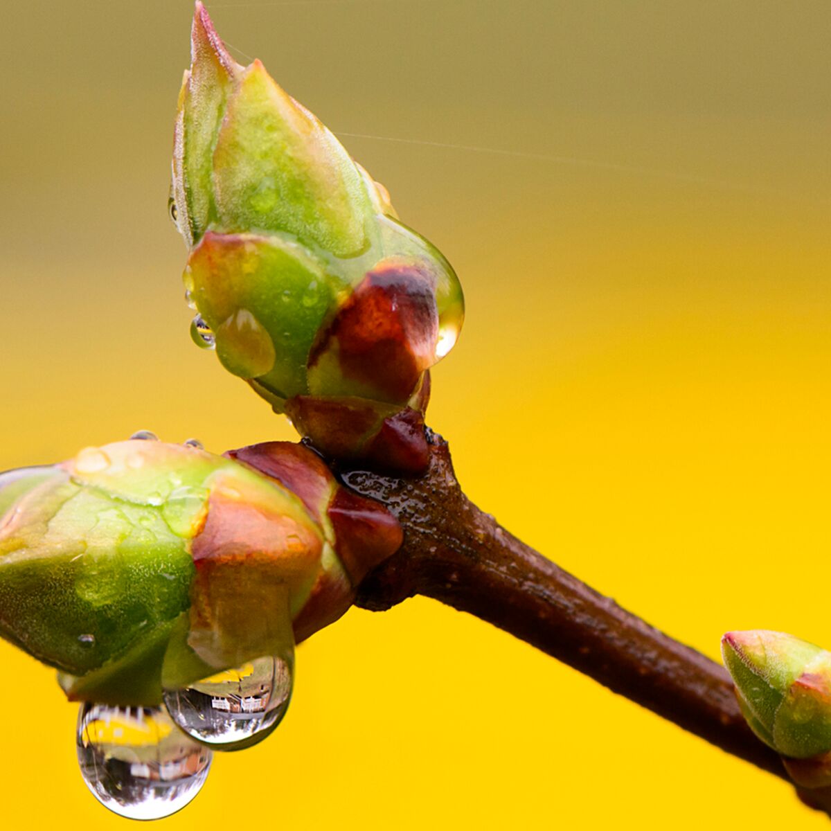 Bourgeons - gemmothérapie