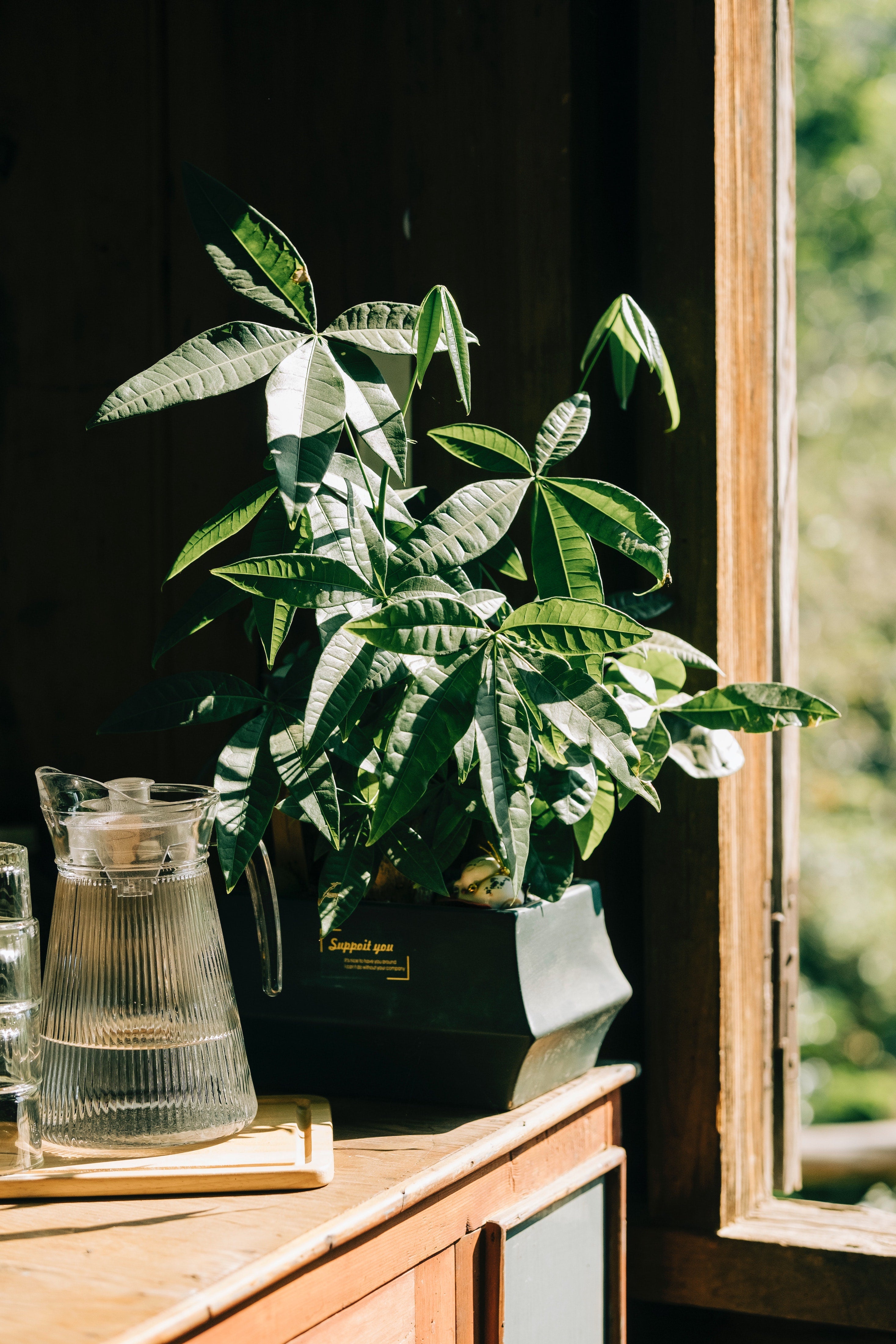 Sucs de plantes