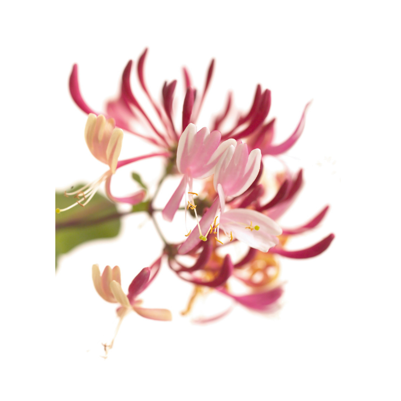 Chèvrefeuille (Honeysuckle) 20 ml