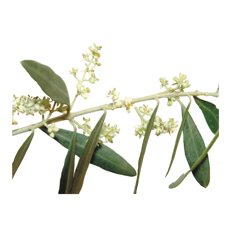 Olivier  (Olive) 20 ml