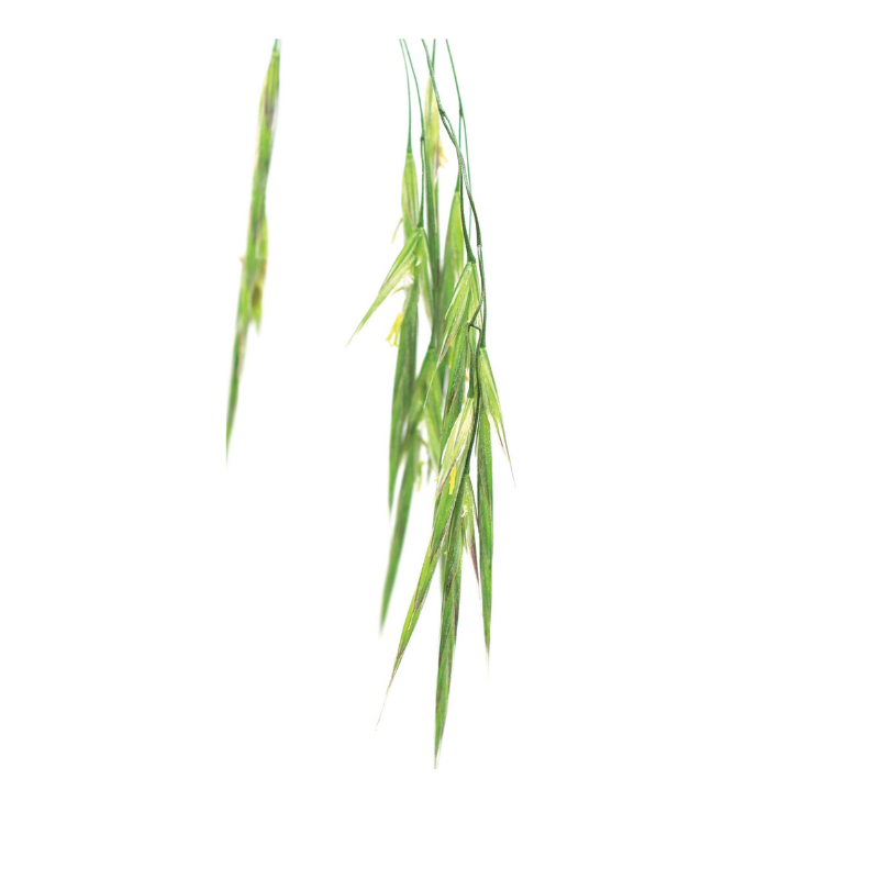 Folle avoine  (Wild oat) 20 ml